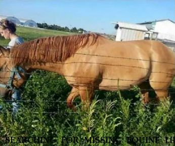 SEARCHING FOR MISSING EQUINE Lily Dun Star, Near Bucklin, KS, 67834